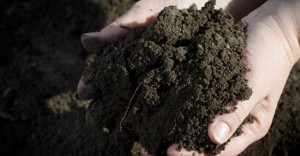 Antidepressant microbes in dirt